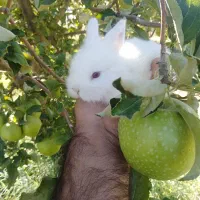 خرگوش لوپ|موش و خرگوش|مهاباد (آذربایجان غربی), |دیوار