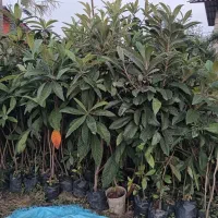 تولید انواع گلهای بیرونی وموز ومرکبات اصلاح  شده|خدمات باغبانی و درختکاری|نشتارود, |دیوار