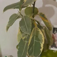 گل فیکوس یک متر
