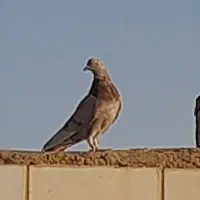 کفتر ماده