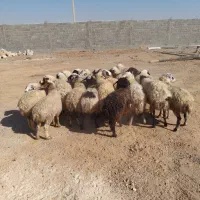 فروش15راس‌‌میش