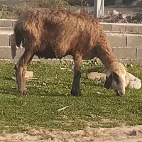 بره گوسفند  ابستن شیرده کرده