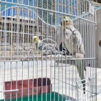 عروس هلندی تخم گذار
