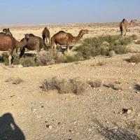 20نفر شتر|حیوانات مزرعه|سیرجان, |دیوار