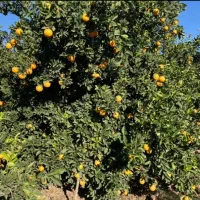 پرتقال تامسون و خونی|عمدهفروشی|گرگان, |دیوار