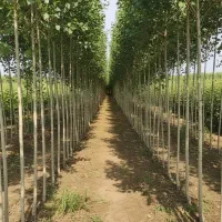 عرضه مستقیم نهــال صنــوبر با ضمانت کیفیت|خدمات باغبانی و درختکاری|رشت, منظریه|دیوار