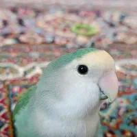 پرنده گمشده