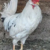 گلین