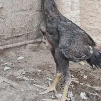 جوجه لاری گم شده|اشیا|زابل, |دیوار