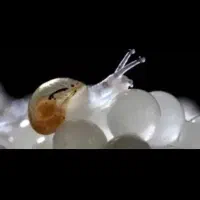 خاویار حلزون