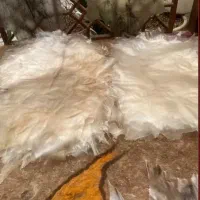 پوست تار و کمانچه