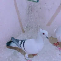 شامی سفید کاکلی