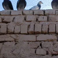 کفتر خاش|پرنده|میرجاوه, |دیوار