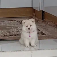 سگ پامر میکس