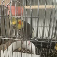 دو عدد عروس هلندی و‌ دو جوجه