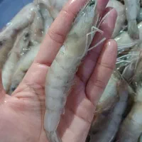 ماهی ومیگو|خوردنی و آشامیدنی|چغادک, |دیوار
