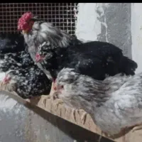 تخم نطفه دار گلین چهل تاج ریش بدون پر غلط|حیوانات مزرعه|ساوه, |دیوار