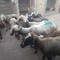 گوسفند و بره