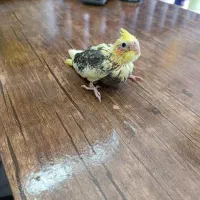 جوجه سرلاکی عروس هلندی