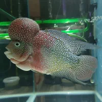 ماهی فلاور هورن (+۲۰ سانت) گرید A