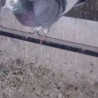 ماده شازده سبز ابلغ