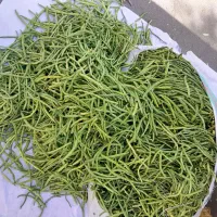 لوبیا چشم بلبلی لوبیا عربی