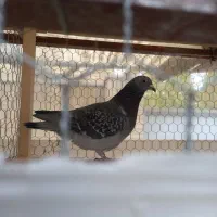 کفتر|پرنده|خمینیشهر, |دیوار