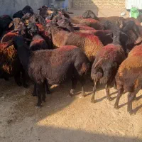 گوسفند شیشک میش قزل افشار ابستن سنگین