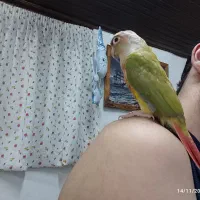 گرینچیک آناناسی دبل رد|پرنده|بندر انزلی, سامانسر|دیوار