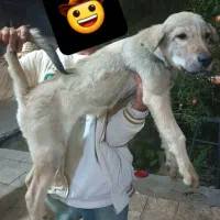 توله پژدر ۳ ماهه