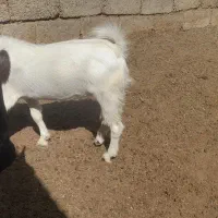 دوعدد کهر  ماده فروشی