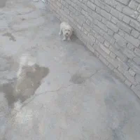 توله سگ کوچک|سگ|آباده, |دیوار