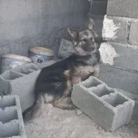 سگ ژرمن