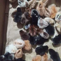 جوجه محلی وجوجه گردن لخت وجوجه برهما|حیوانات مزرعه|نکا, |دیوار