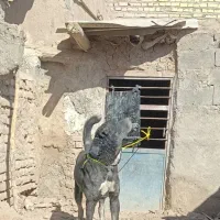 رمگی|سگ|تربت جام, پاسداران|دیوار