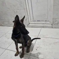 سگ مالینویز|سگ|بندرعباس, |دیوار