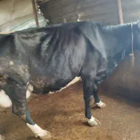 گاو با گوساله ماده|حیوانات مزرعه|شفت, |دیوار