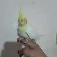 عروس هلندی لوتینو البینو دوکت اهویی گلباقالی|پرنده|مشهد, انصار|دیوار