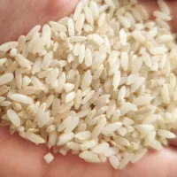 برنج چمپا سفید شده ارگانیک