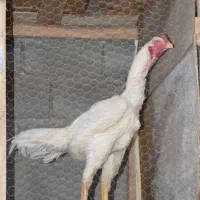 خروس لاری دانگ بالا