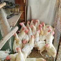 فروش مرغ قربانی و بلدرچین