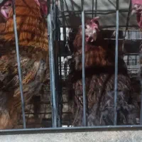 فروش مرغ تخمگذار گلپایگانی