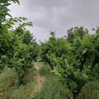 باغچه-ویلا-کردان-سهیلیه-لشگر-آباد-چهاردیواری250متر