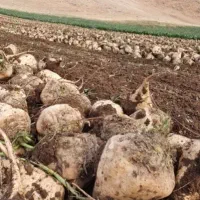 چقندر تنبل مخصوص حیوان