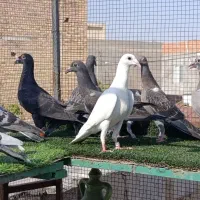 جوجه پلاکی|پرنده|ملک‌آباد, |دیوار