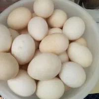 تخم مرغ محلی ای سونم
