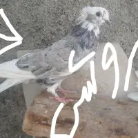 یه جفت شازه سرور تازه بالغ شدنه|پرنده|تهران, اتابک|دیوار