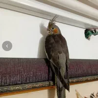 عروس هلندی نر