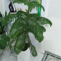 کاج|گل و گیاه طبیعی|تربت جام, شهرک معلم|دیوار