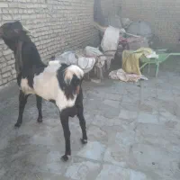 نری پاکستانی گوش بلند و میش چینی و قوچ دورگ چینی